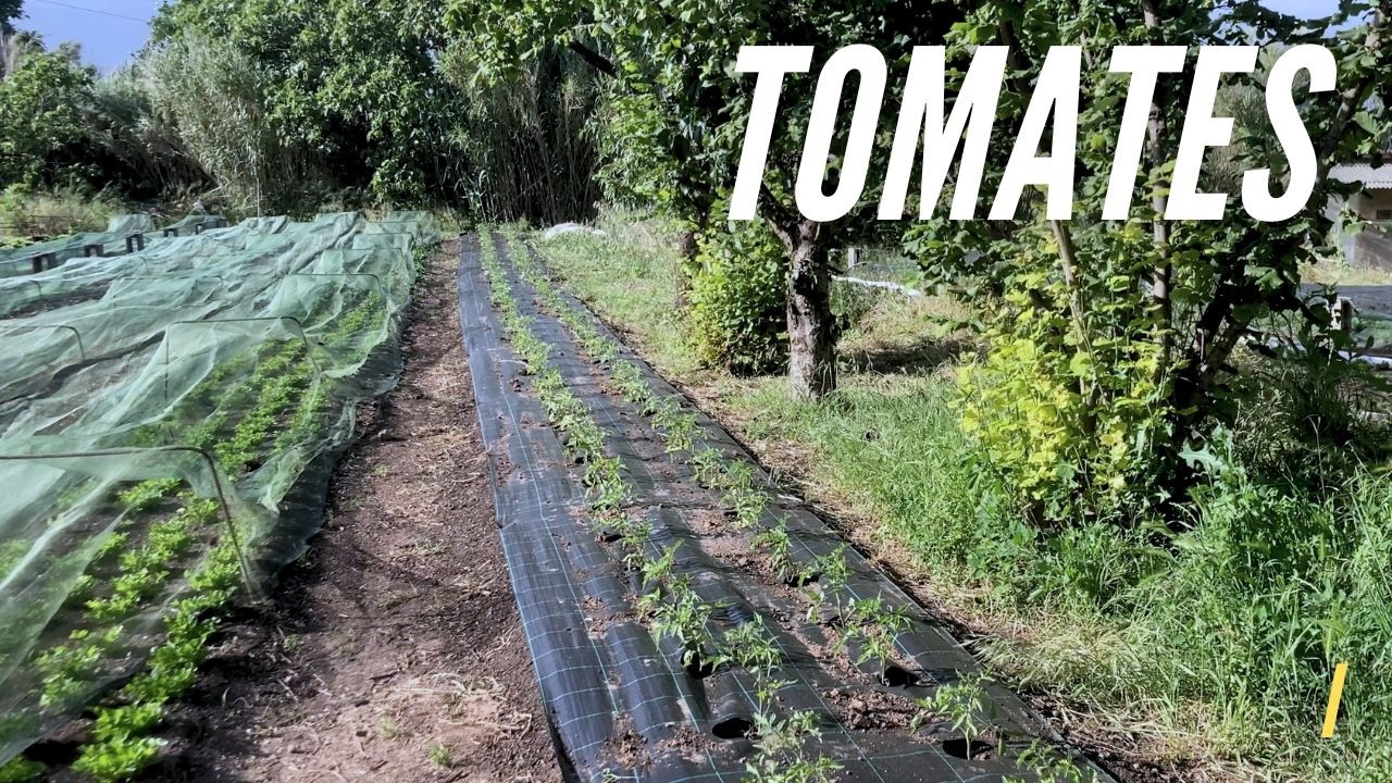 Mallas anti hierba y las primeras tomateras