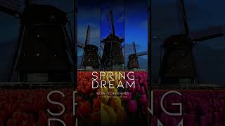 Spring Dream: a 1HR 4K journey into the tulip fields of the Netherlands