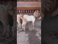 kambing embek goat cklat putih #goat #kambing #embek #domba #embekkambinglucu