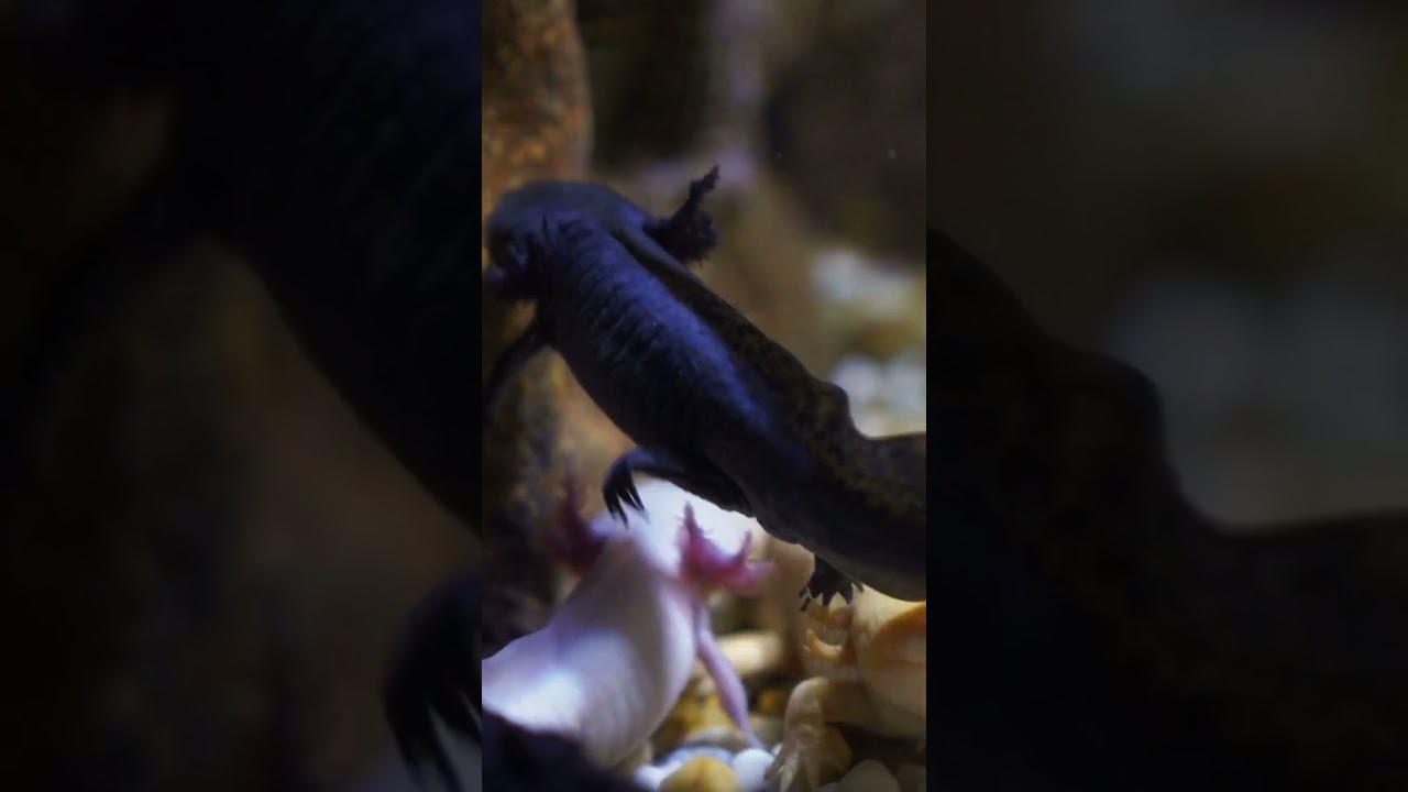 Axolotl - Interesting & Fun Facts