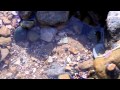 Catching Baby Octopus in California Tide Pools