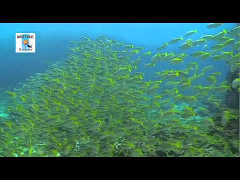 MV Pawara Similan Islands Liveaboard trip 21-25 December 2012 - Part 3