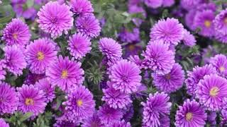🥀💐Beautiful flowers video 💐🥀 mp4 copyright free stock videos