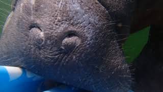 Manatee calf nibbling