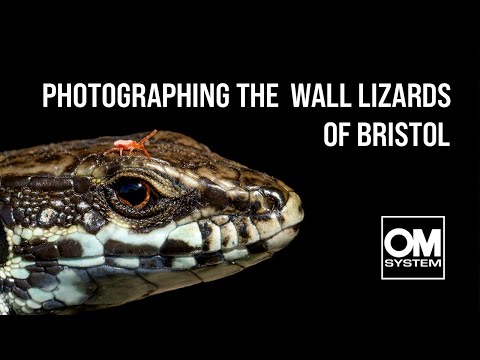 Making the most of the OM SYSTEM OM-1 to photograph WALL LIZARDS - Bristol - Wildlife Photography