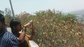 ಚಾಮುಂಡೇಶ್ವರಿ ಬೆಟ್ಟ