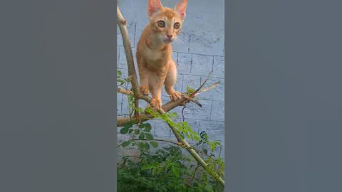 Video 11792421: cat beautiful cute anime, cat cute beautiful love, cat funny beautiful animals