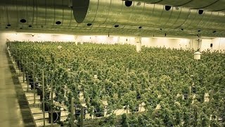 EZTRIM Satellite | Inside Tweed - Harvesting 400,000 Plants a Year with the Satellite Bud Trimmer