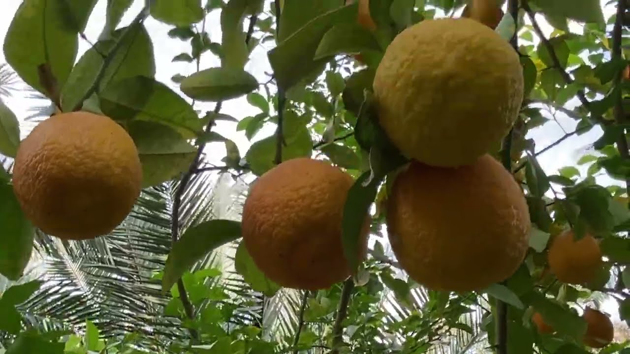 رحلة في عالم أصل فولكامارينا: خصائصه، جذوره، وأثره على الإنتاج