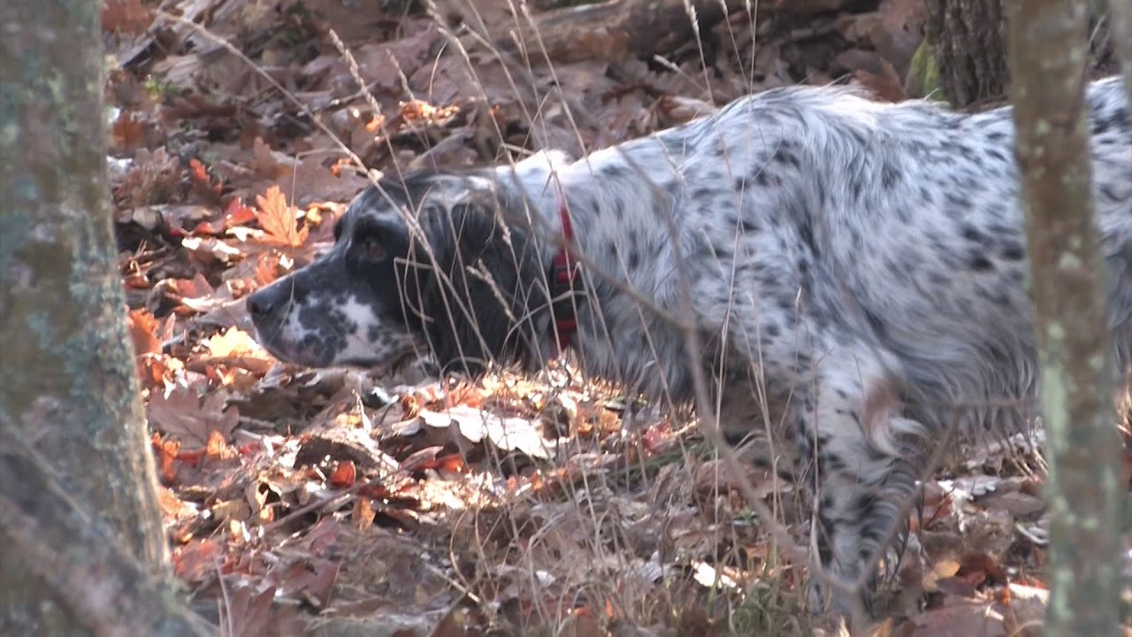 Cazadores y perros becaderos tras la dama. Domingo 6 Enero a las 