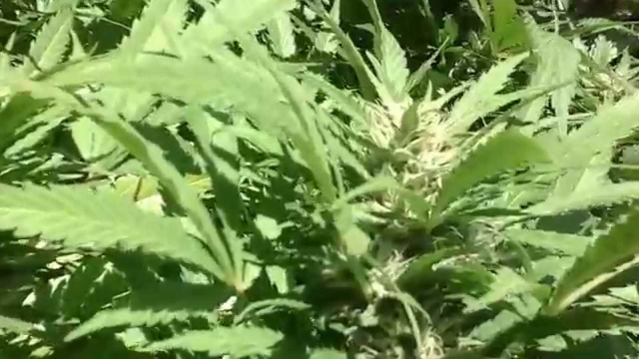 OMMP outdoor grow September 14 2014