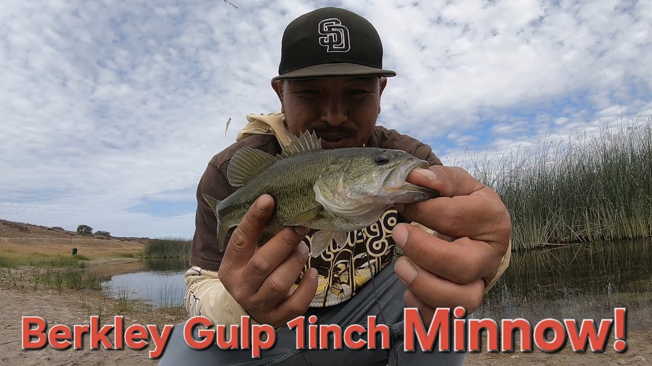 Bfs fishing at Sweetwater Reservoir – Berkley Gulp 1inch Minnow!