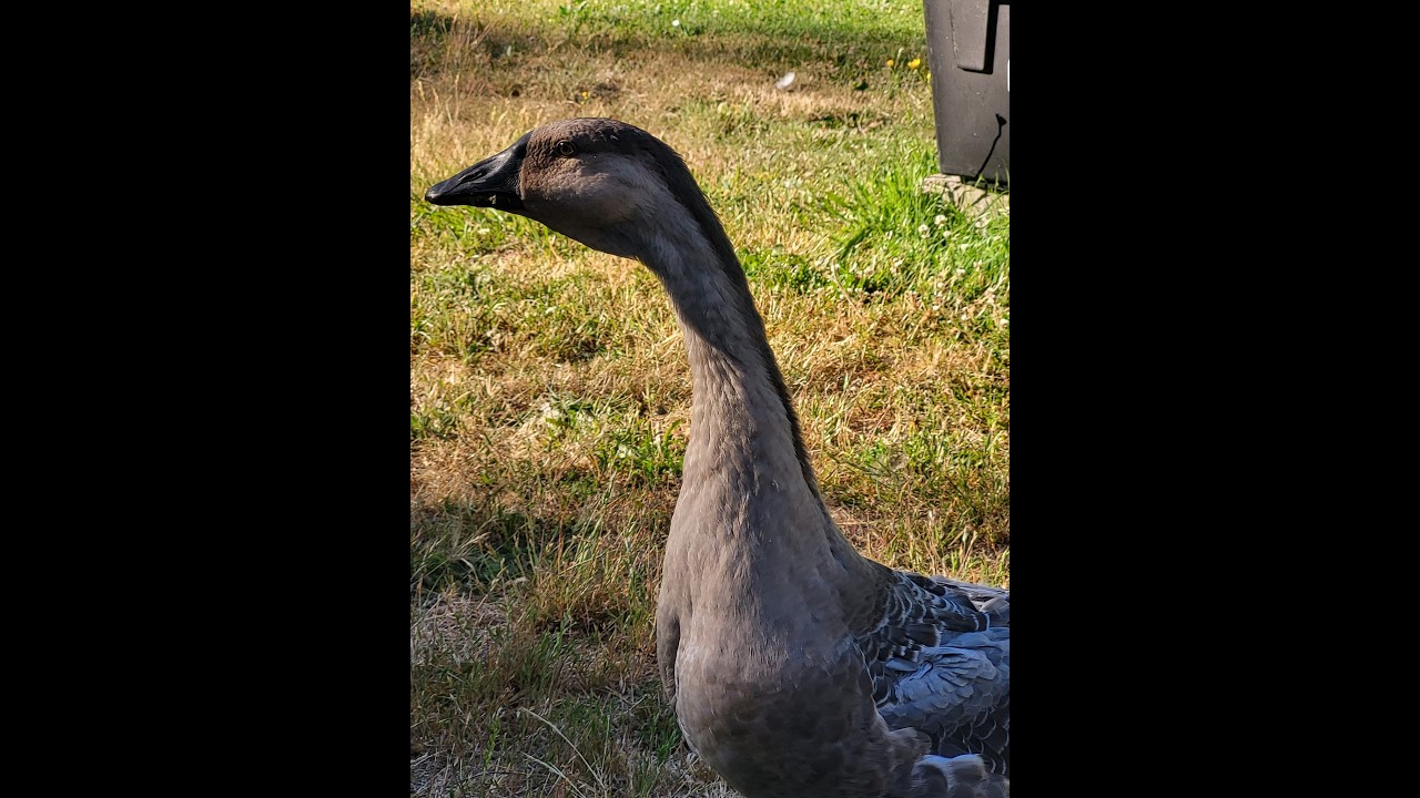 Five Geese, One Nest, and Four Very Important Eggs 🪿🥚