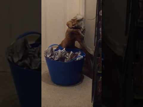 lizard skin grips Pet rats - enrichment. A safe 'waste bin' to rummage in!