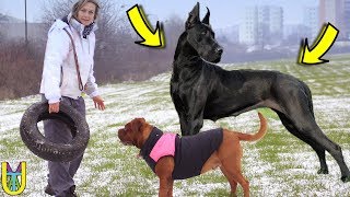TOP 15 BIGGEST DOG BREEDS IN THE WORLD | Largest Dogs Ever by UTAY 21,190 views 5 years ago 12 minutes, 18 seconds