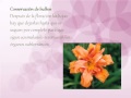 Como cultivar plantas bulbosas