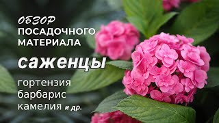 Обзор посадочного материала: гортензия, барбарис, камелия ...