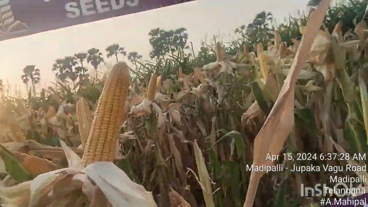 TOP Maize Hybried vearity Mars. Prabhat Seeds.