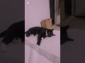 🎵톰그리고제리  #고양이 #고양이일상 #cat #ai음악 #ai #ai음악제작
