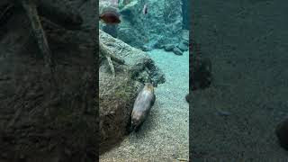 Castor du Canada | American beaver Castor du Canada | American beaver