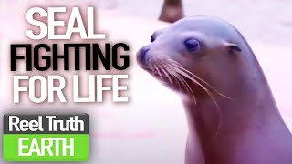 Saving a SEAL! | Animal Park | Zoo Documentary | Reel Truth Earth
