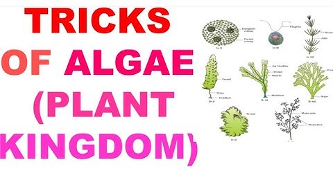 EASY Tricks of ALGAE {PLANT KINGDOM}|NEET|Class 11|cbse|boards|icse|