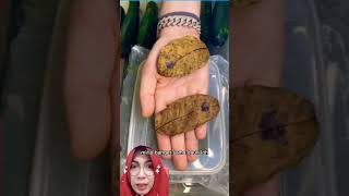 Strange animal shaped like a leaf #shorts #ngeshortdulu #fyp