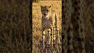Scientists gave this cheetah 0%. Watch. ⚠️🐆 #Shorts #Viral #NatureDocumentary #MustWatch
