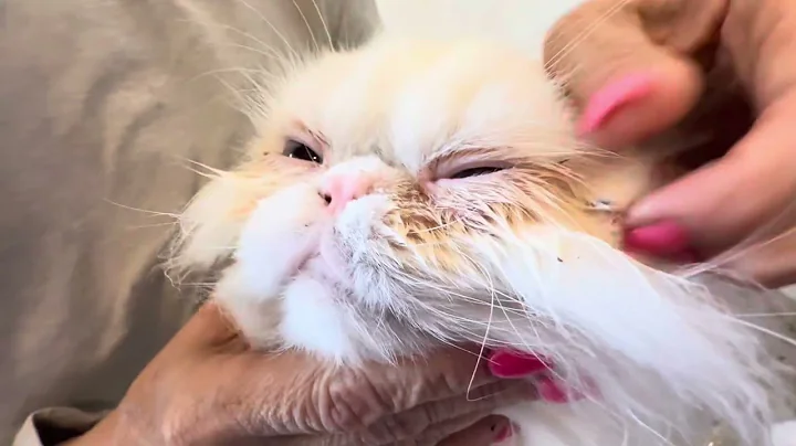 Watch the video about Cleaning persian cat eyes