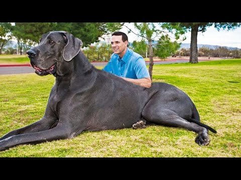 दुनिया के 10 सबसे बड़े कुत्ते | 10 Biggest Dogs in the World.