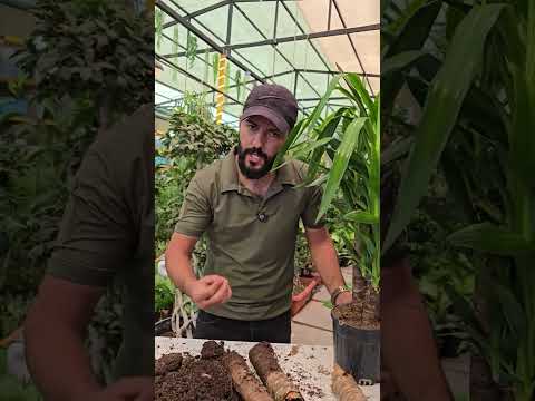 ليش تموت اليوكا تابع الشرح اكسبلور العراق زراعت  نباتي زراعة  اربيل بغداد