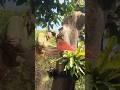 biggest tree feeling skills chainsaw #shortvideo #treecutting #woodworking