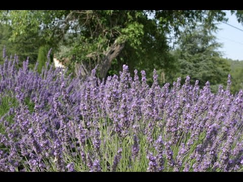 How to Make Lavender Lemonade: Cooking with Kimberly - YouTube