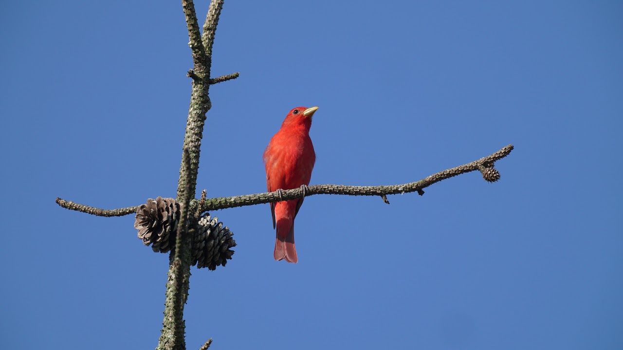 Male Summer Tanager 8K