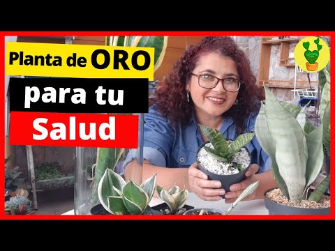 Sansevieria მცენარე, რომელიც ოქროს ღირსია თქვენი ჯანმრთელობისთვის