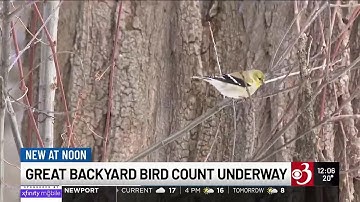 How you can participate in Great Backyard Bird Count