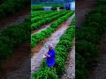 Hijaunya perkebunan kopi yang rapi #farming #agrikultur #automobile #teknikpertanian #satisfying