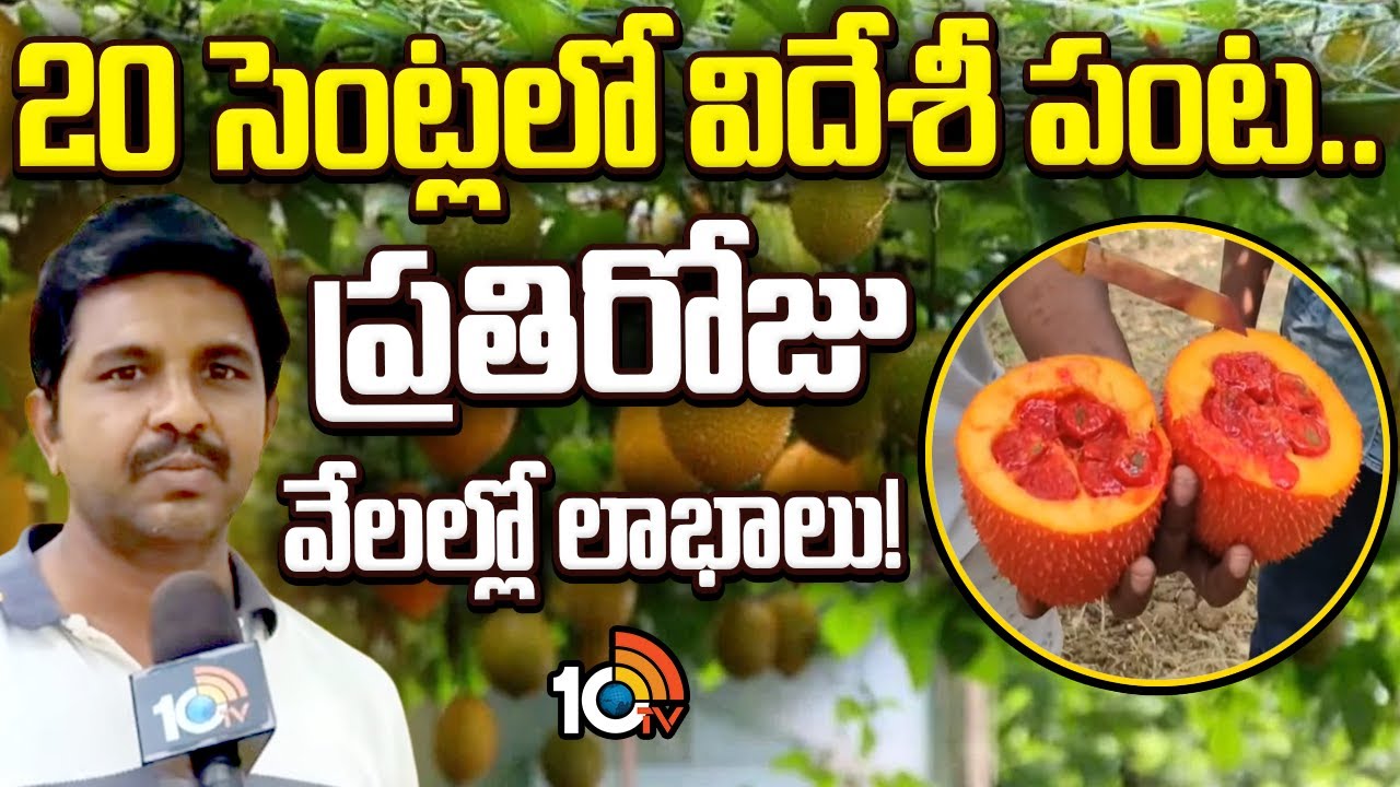 20 సెంట్లలో విదేశీ పంట..ప్రతిరోజు వేలల్లో లాభాలు! |High Profits With GAC fruit farming|Matti Manishi
