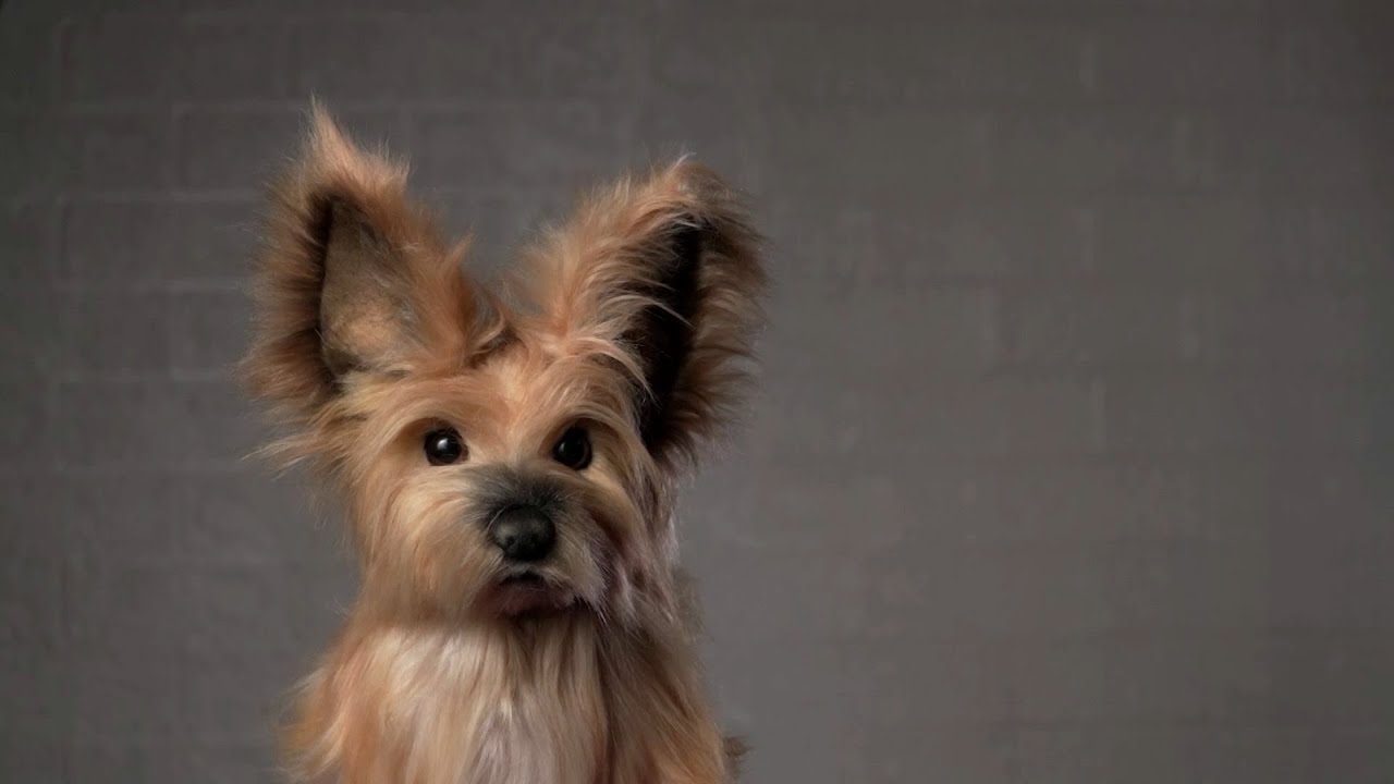 Filipino toy maker helps pet owners cope with loss by creating realistic plushies