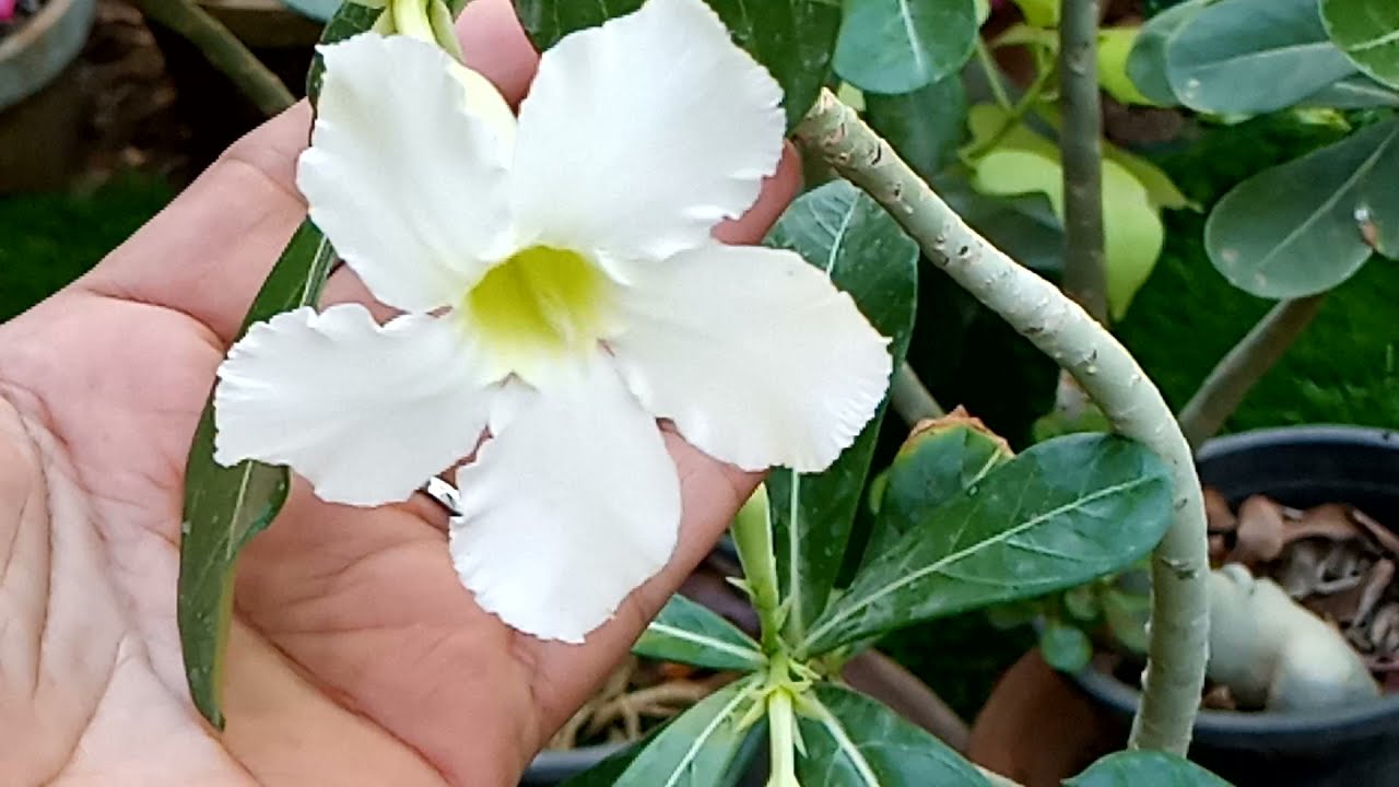 beautiful white adenium/desert rose plant care tips(Urdu Hindi)