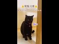 黒猫ナナは2回吐く🐈⬛ #shorts