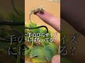カメレオンの赤ちゃん、ケンカした!? #爬虫類 #reptiles #shorts #animals #chameleon #カメレオン #ふじぴこ