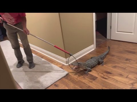 5-foot alligator sneaks into home through doggy door