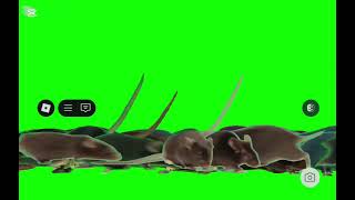 Stampede Rats Running Green Screen Add Round 5 The Rainbow Rats
