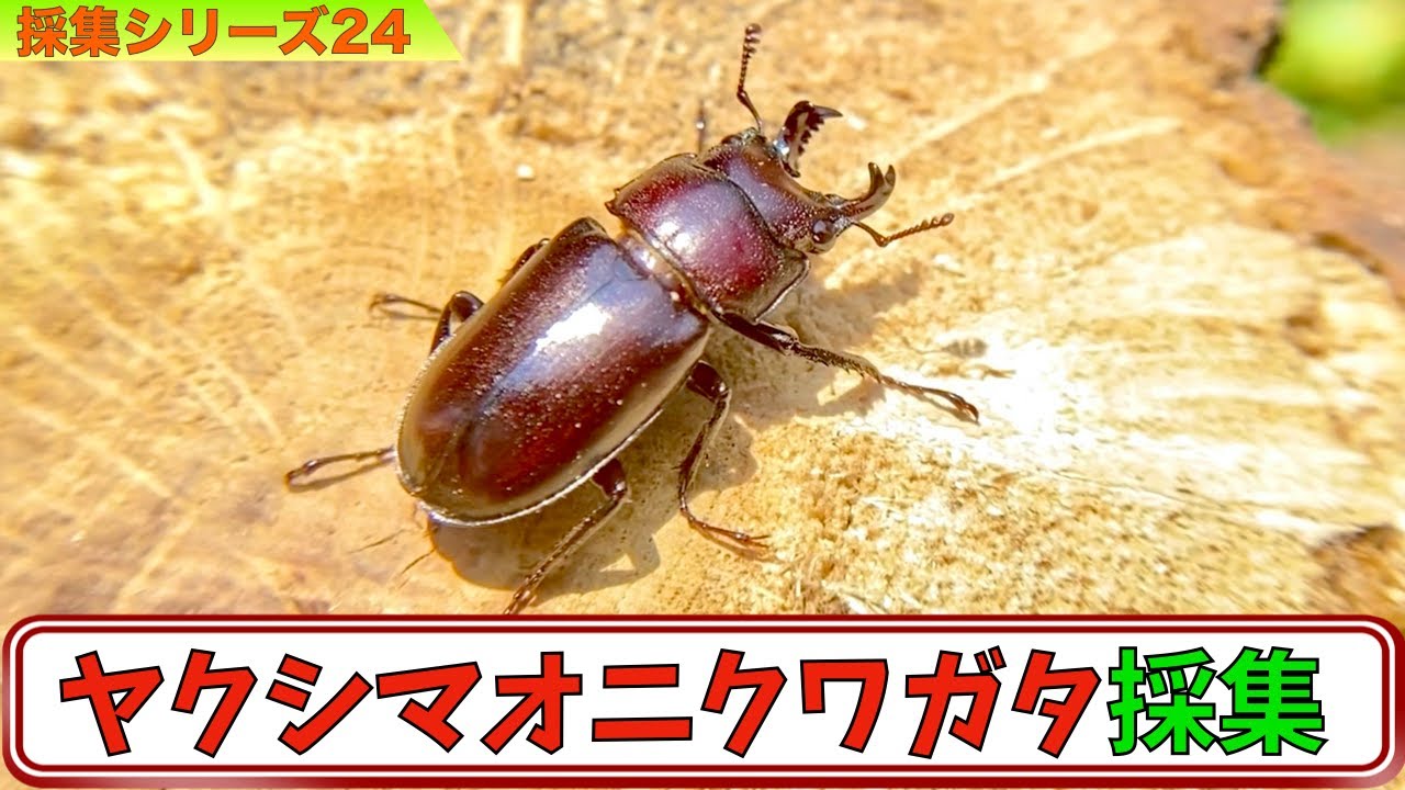 24種目】世界遺産屋久島にいるカッコよすぎるオニクワガタを採集してい
