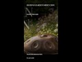 Handpan Garden Meditation | Meditation Preview #Shorts