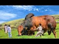 Biggest Bulls In The World || Biggest Bulls In India And Pakistan || Mazhar Tv || Eid Qurbani ||