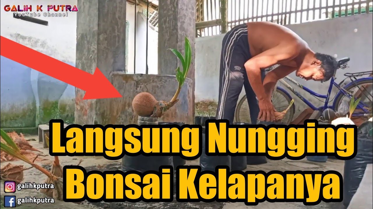 CARA MENANAM BONSAI KELAPA PADA MEDIA PASIR [KELAPA BONSAI] 