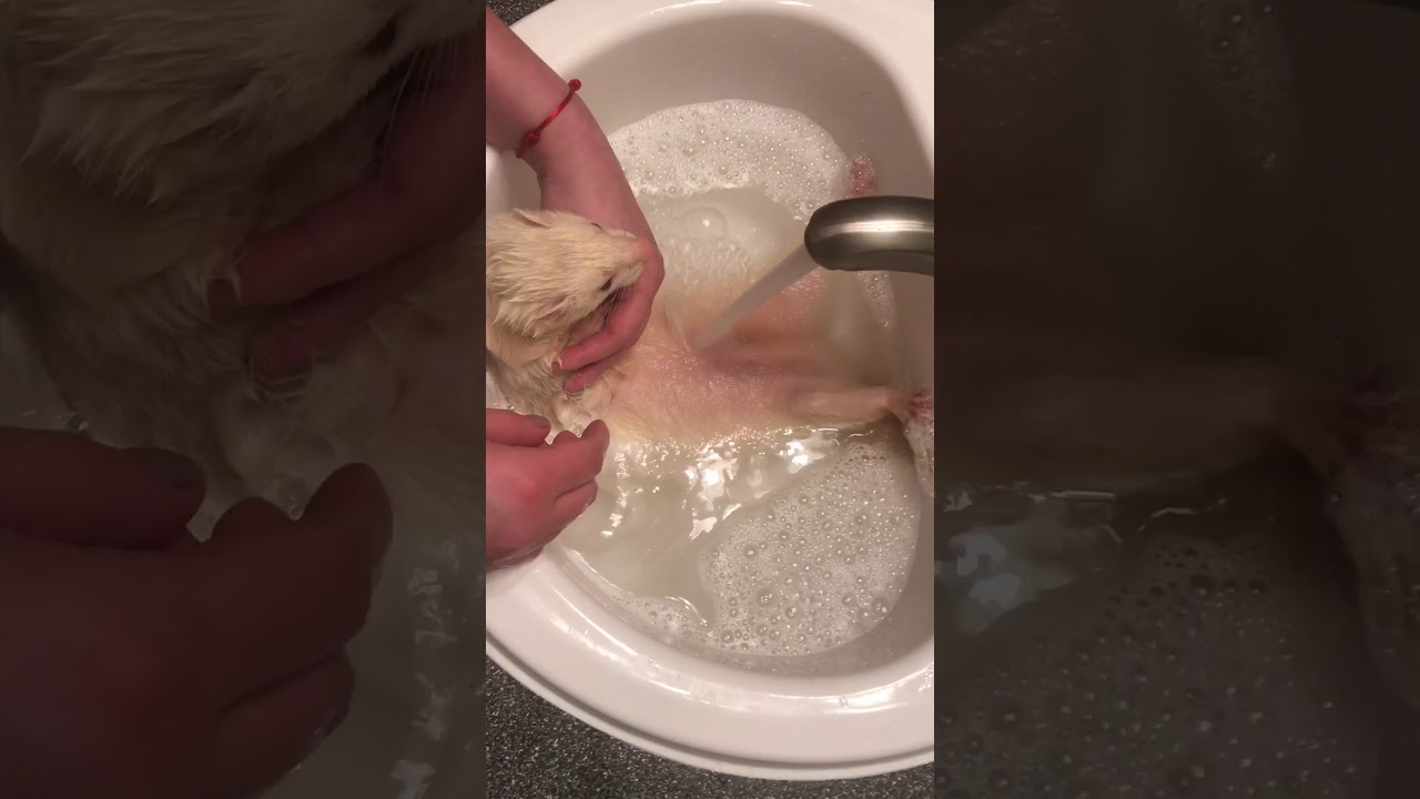 Just relax - Funny Animals - Ferret Bath