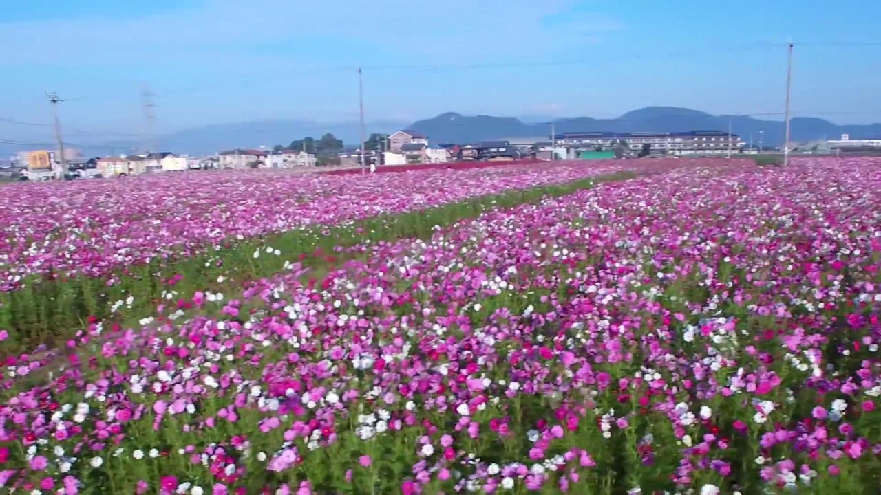 中止 近江八幡市野田町 コスモス畑 滋賀 21年コスモス祭り 見頃情報 Amatavi